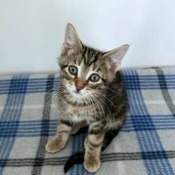 Porsche -  Domestic Short Hair Cat for Adoption in Green Bay, Wisconsin - Porsche | PetCurious