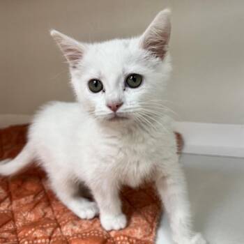 Domestic Short Hair Cats Available for Adoption in Champaign, Illinois - Angel | PetCurious