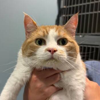 Marley -  Domestic Short Hair Cat for Adoption in Chattanooga, Tennessee - Marley | PetCurious