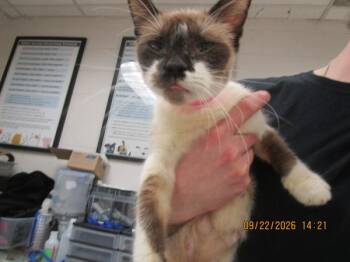 Cookie (666) -  Siamese Cat for Adoption in Marietta, Georgia - Cookie (666) | PetCurious