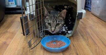 Domestic Short Hair Cats Available for Adoption in Wheaton, Illinois - Caliope | PetCurious