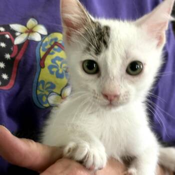 Domestic Short Hair Cats Available for Adoption in San Antonio, Texas - Vans | PetCurious
