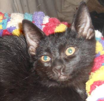 Giddyup -  Domestic Short Hair Cat for Adoption in North Highlands, California - Giddyup | PetCurious