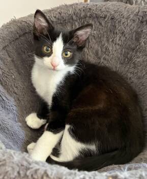 Bubbles -  Domestic Short Hair Cat for Adoption in Davis, California - Bubbles | PetCurious