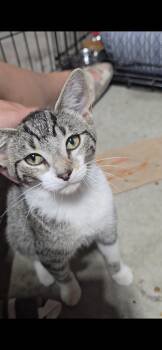 Spade -  Domestic Short Hair Cat for Adoption in East Lansing, Michigan - Spade | PetCurious
