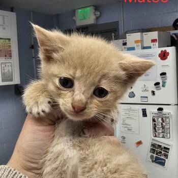 Domestic Short Hair Cats Available for Adoption in Martinsville, Virginia - Mateo | PetCurious
