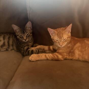 Pepita & Sunflower -  Domestic Short Hair Cat for Adoption in Waltham, Massachusetts - Pepita & Sunflower | PetCurious