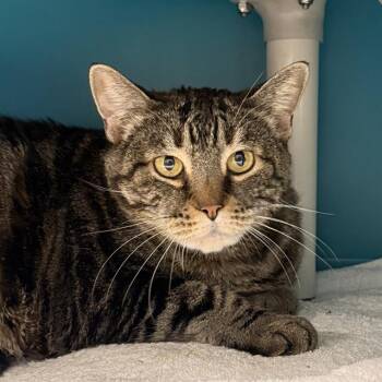 Domestic Short Hair Cats Available for Adoption - BOGIE | PetCurious