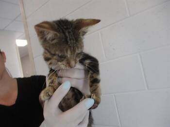 NELLY -  Domestic Short Hair Cat for Adoption in Ocala, Florida - NELLY | PetCurious