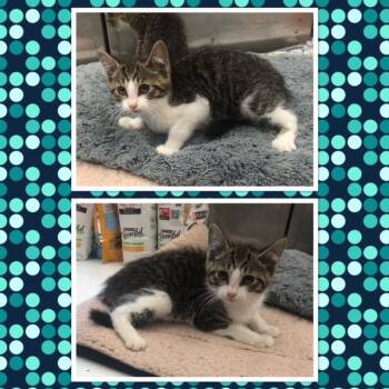 BALERION -  Domestic Short Hair Cat for Adoption in Buckhannon, West Virginia - BALERION | PetCurious
