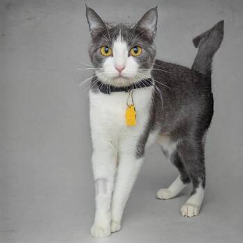 VALKA -  Domestic Short Hair Cat for Adoption in St. Louis, Missouri - VALKA | PetCurious