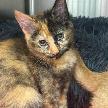 Dorothy -  Domestic Short Hair Cat for Adoption in La Grange, Kentucky - Dorothy | PetCurious