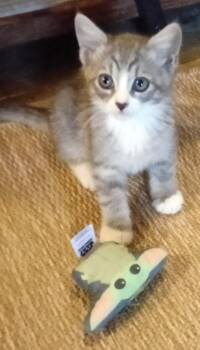Jerry -  Domestic Short Hair Cat Available for Adoption in San Jacinto, California - Jerry | PetCurious