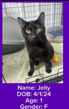 Rescue Domestic Short Hair Cats for Adoption in Le Mars, Iowa - Jelly | PetCurious