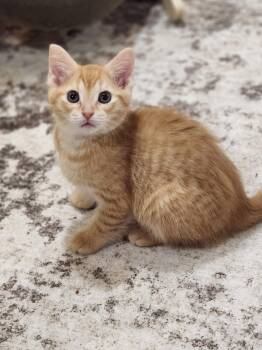 Gryffindor -  Domestic Short Hair Cat for Adoption in Hamilton, Ontario - Gryffindor | PetCurious
