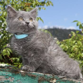 Adrian -  Domestic Long Hair Cat for Adoption in Santa Rosa, California - Adrian | PetCurious