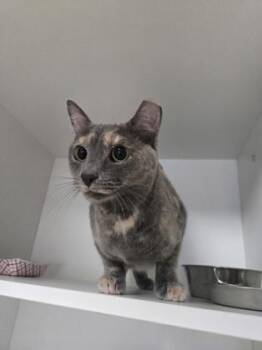 Domestic Short Hair Cats Available for Adoption in Savannah, Georgia - Twilight | PetCurious