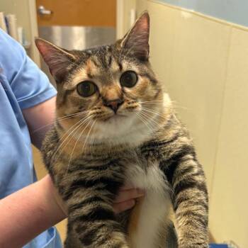 Miki -  Domestic Short Hair Cat for Adoption in Chattanooga, Tennessee - Miki | PetCurious
