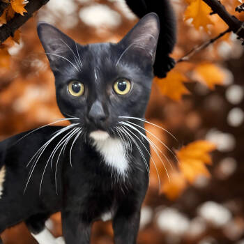 Rescue Domestic Short Hair Cats for Adoption in Las Vegas, Nevada - Elton | PetCurious