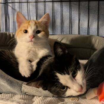 Rescue Domestic Short Hair Cats for Adoption in Chilliwack, British Columbia - CWKH-Stray-4492 | PetCurious