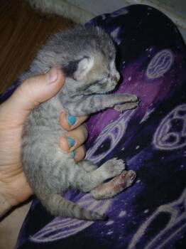 Domestic Short Hair Cats Available for Adoption in Partlow, Virginia - Cheyanne- Marge | PetCurious