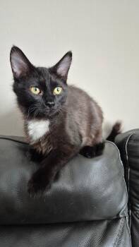 Domestic Short Hair Cats Available for Adoption - Marshall | PetCurious