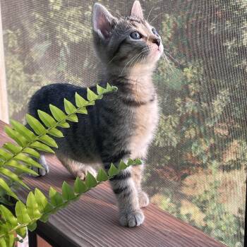 Stardust -  Domestic Short Hair Cat for Adoption in Mineral Point, Wisconsin - Stardust | PetCurious