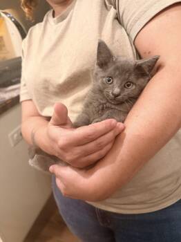 Russian Blue Cats Available for Adoption in Camden, South Carolina - Ritz-Carlton (Available For Pre-adoption) | PetCurious