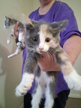 Cleo -  Domestic Short Hair Cat for Adoption in Heber City, Utah - Cleo | PetCurious