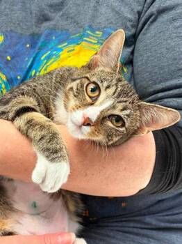 VERONICA -  Domestic Short Hair Cat for Adoption in Canfield, Ohio - VERONICA | PetCurious