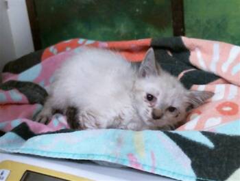 A2098283 -  Siamese and Domestic Short Hair Cat for Adoption in Houston, Texas - A2098283 | PetCurious
