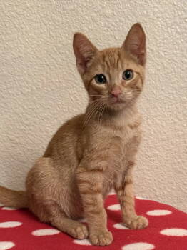 Rescue Domestic Short Hair Cats for Adoption in Oviedo, Florida - Chad | PetCurious