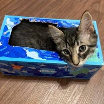 Rex -  Domestic Short Hair Cat for Adoption in Naperville, Illinois - Rex | PetCurious