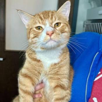 Thomas -  Domestic Short Hair Cat for Adoption in Matteson, Illinois - Thomas | PetCurious