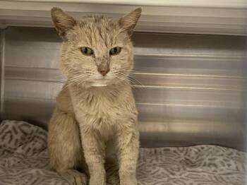 Domestic Short Hair Cats Available for Adoption in Tustin, California - STAR-LORD | PetCurious