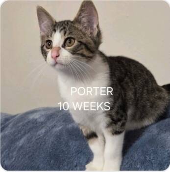 Rescue Domestic Short Hair Cats for Adoption in Fort Worth, Texas - Porter | PetCurious