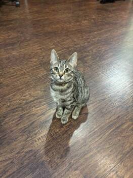 Domestic Short Hair Cats Available for Adoption in The Colony, Texas - Chili Dog | PetCurious
