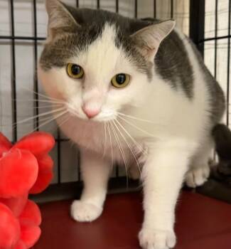 Domestic Short Hair Cats Available for Adoption - Oliver | PetCurious