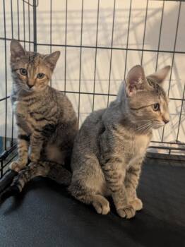 Mochi and Mona -  Domestic Short Hair Cat for Adoption in Sudbury, Massachusetts - Mochi And Mona | PetCurious