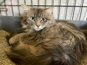 Gus -  Domestic Long Hair Cat for Adoption in Ogden, Utah - Gus | PetCurious