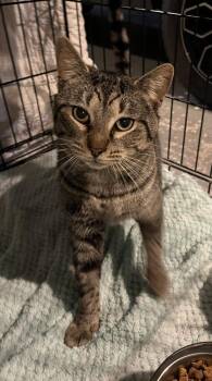 Domestic Short Hair Cats Available for Adoption - Zephyr | PetCurious