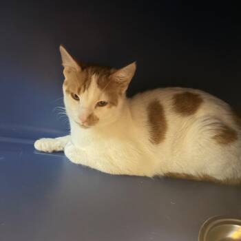 Fitzgerald -  Domestic Short Hair Cat for Adoption in Bristol, Indiana - Fitzgerald | PetCurious