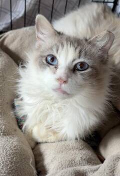 Domestic Medium Hair Cats Available for Adoption in Oradell, New Jersey - Blanche | PetCurious