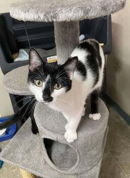 Bobby -  Domestic Short Hair and American Bobtail Cat for Adoption in Stover, Missouri - Bobby | PetCurious