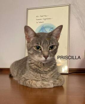 Priscilla -  Domestic Short Hair Cat for Adoption in Johnson City, Tennessee - Priscilla | PetCurious