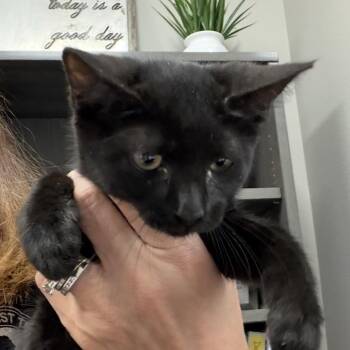 Messi -  Domestic Short Hair Cat Available for Adoption in Midland, Texas - Messi | PetCurious