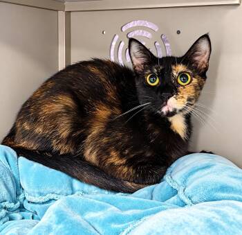 Remi -  Domestic Short Hair Cat for Adoption in Moundsville, West Virginia - Remi | PetCurious