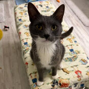 Brook -  Domestic Short Hair Cat for Adoption in Orangevale, California - Brook | PetCurious