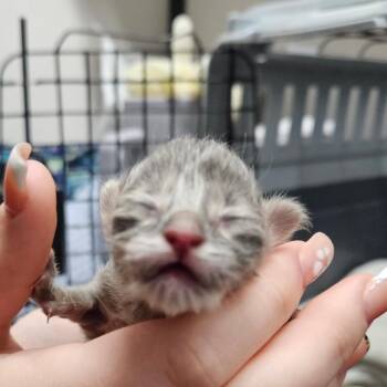 American Shorthair Cats Available for Adoption in Lake Jackson, Texas - Kitten 4 | PetCurious