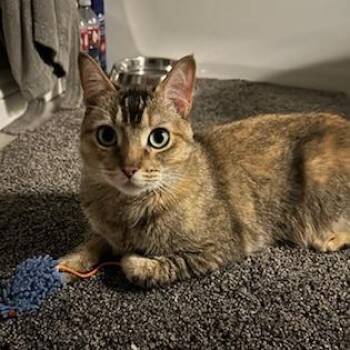 Cleo -  Domestic Short Hair Cat for Adoption in Las Vegas, Nevada - Cleo | PetCurious